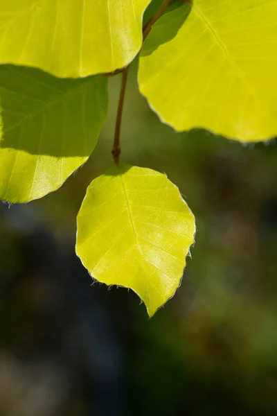 Beech Dawyck Gold Leaves Latin Name Fagus Sylvatica Dawyck Gold — Stock Photo, Image