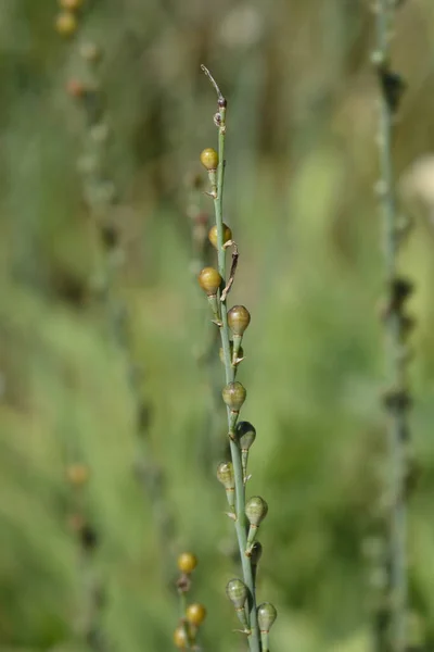 Jacobs Rod Fruit Łacińska Nazwa Asphodeline Liburnica — Zdjęcie stockowe