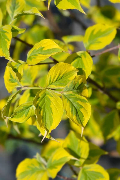 Kwitnące Liście Tęczy Dogwood Łacińska Nazwa Cornus Florida Tęcza — Zdjęcie stockowe