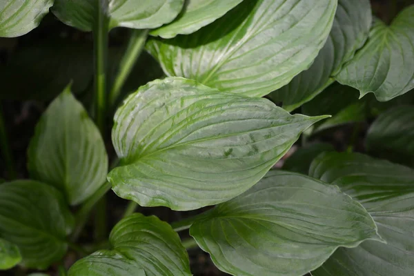 Liście Hosty Górskiej Nazwa Łacińska Hosta Kiyosumiensis — Zdjęcie stockowe