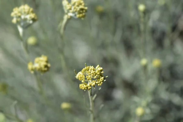 Італійські Вічні Жовті Квіткові Бруньки Латинська Назва Helichrysum Italicum — стокове фото