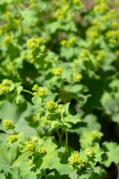 Ladys mantle - Латинское название - Alchemilla colorata (Alchemilla cinerea)