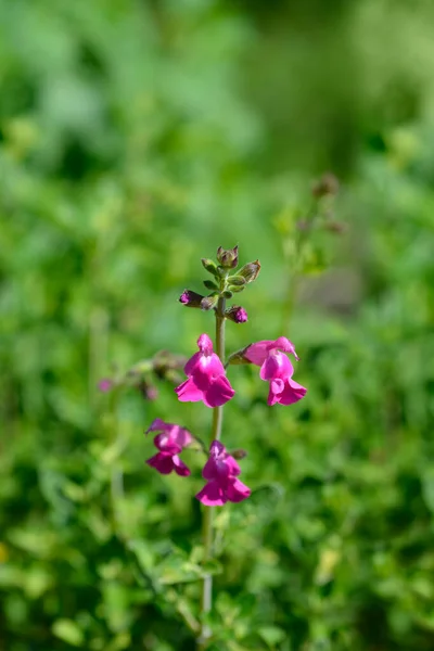 Baby Sage Pink Blush Nombre Latino Salvia Microphylla Pink Blush —  Fotos de Stock