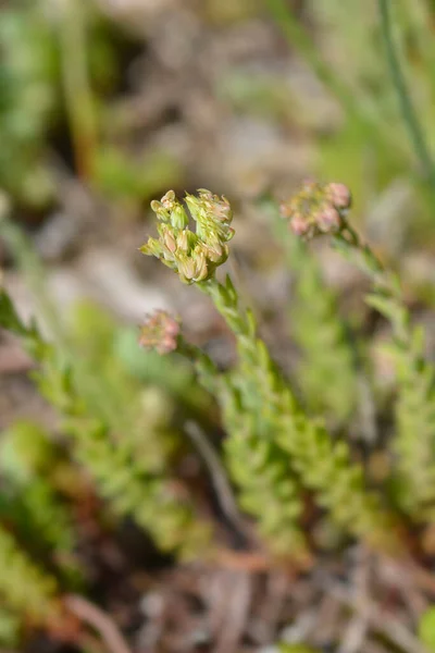 Botões Flores Caroço Europeu Nome Latino Sedum Ochroleucum — Fotografia de Stock