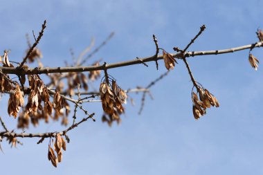 Mavi gökyüzüne karşı tohumları olan dar yapraklı kül dalları - Latince adı - Fraxinus angustifolia