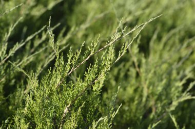 Pfitzer Juniper şubesi - Latince adı - Juniperus x media Pfitzeriana