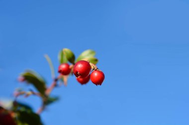 Lingonberry Fireballs - Latince adı - Vaccinium vitis-idaea Fireballs