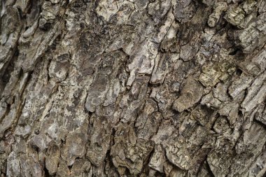 Türk fındık kabuğu detayı - Latince adı - Corylus colurna