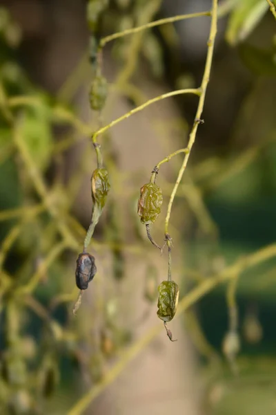 Grædende Japansk Pagode Træfrugt Latinsk Navn Sophora Japonica Pendula - Stock-foto