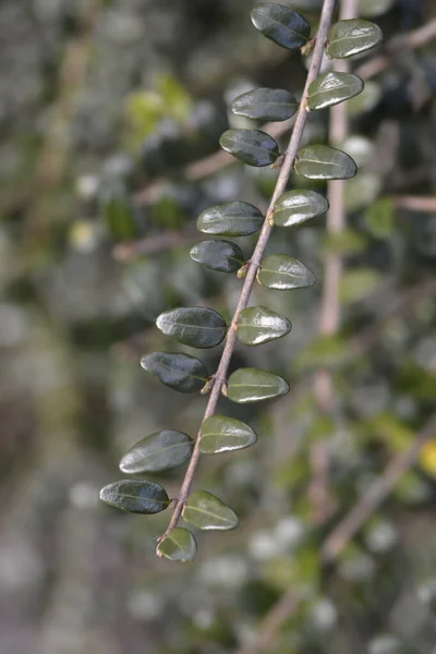 Karusellblad Kaprifol Gren Latinskt Namn Lonicera Ligustrina Var Påleata Lonicera — Stockfoto