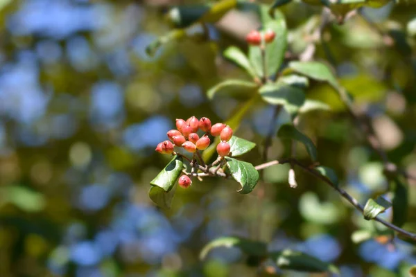 韓国のスパイスビバナム赤い果実 ラテン名 Viburnum Carlesii — ストック写真