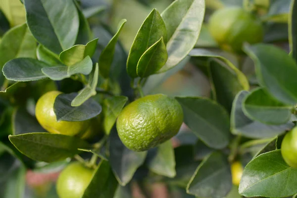 Sweet Lemon Pursha Unripe Fruit Latin Name Citrus Limetta Pursha — Stock Photo, Image