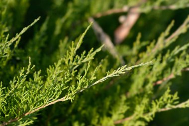 Pfitzer Juniper şubesi - Latince adı - Juniperus x media Pfitzeriana