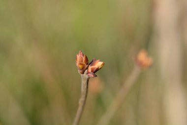 Tomurcuklu leylak dalını kapat - Latince adı - Şırınga vulgarisi