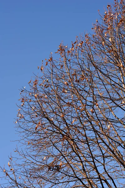 Breitblättrige Lindenzweige Mit Samen Vor Blauem Himmel Lateinischer Name Tilia — Stockfoto