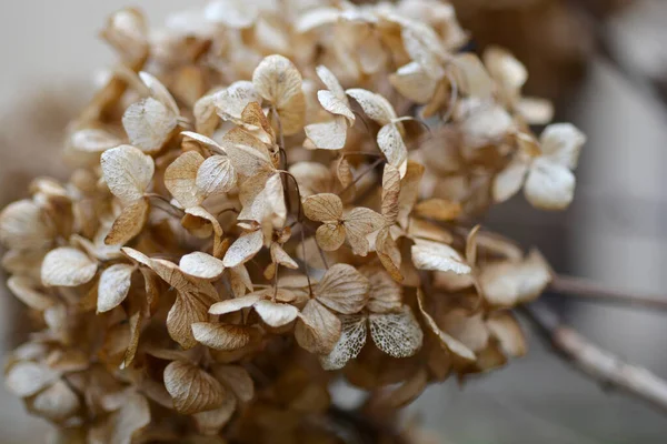 Сухі Квіти Французької Гідроангеї Латинська Назва Hydrangea Macrophylla — стокове фото