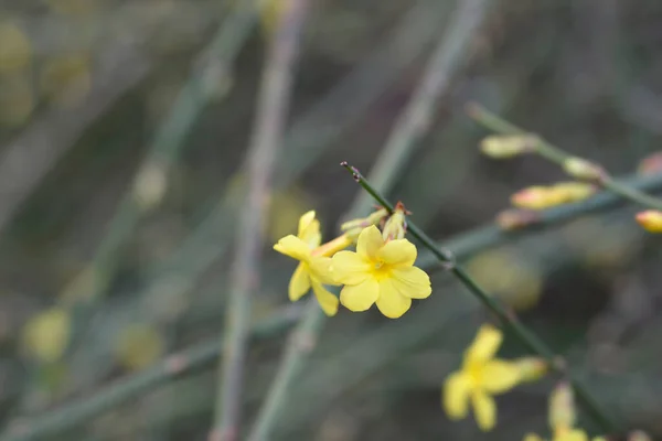 Χειμωνιάτικο Γιασεμί Λατινική Ονομασία Jasminum Nudiflorum — Φωτογραφία Αρχείου