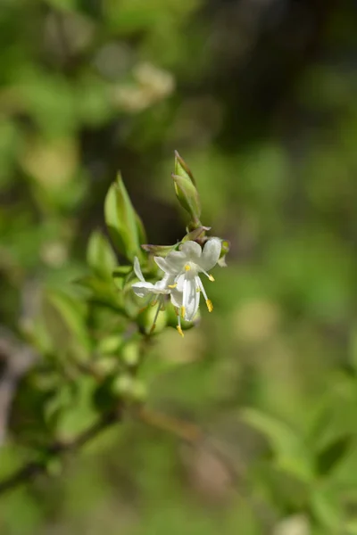 Kwiaty Wiciokrzewu Nazwa Łacińska Lonicera Fragrantissima — Zdjęcie stockowe