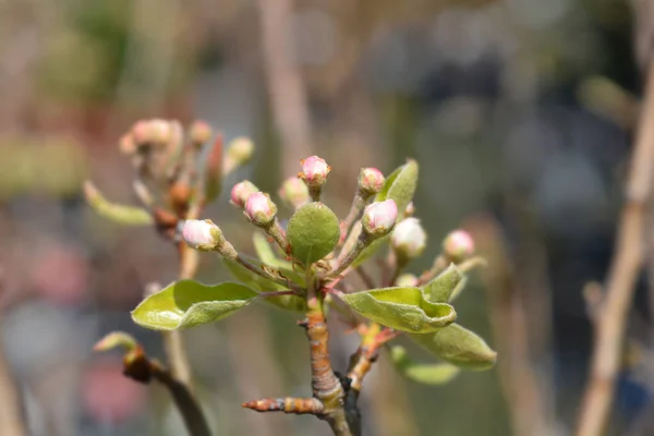 Pear Tree Red Williams Flower Buds Nome Latino Pyrus Communis — Fotografia de Stock