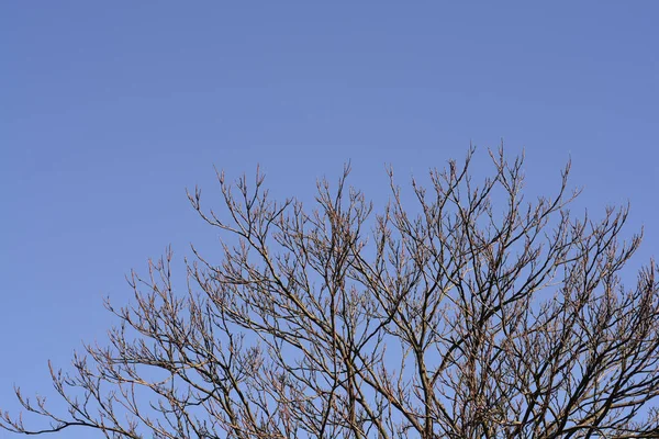 Cennetin Ağacı Mavi Gökyüzüne Karşı Çıplak Dallar Latince Adı Ailanthus — Stok fotoğraf