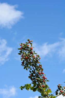 Downy Hawthorn meyvesi - Latince adı - Crataegus mollis