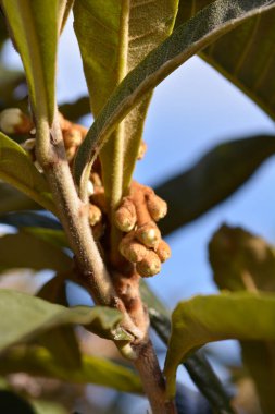 Japon çiçek tomurcukları - Latince adı - Eriobotrya japonica