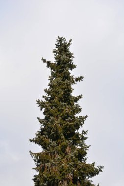 Sırp ladini - Latince adı - Picea omorika