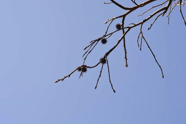 Amerikanische Süßgummizweige Mit Knospen Und Trockenen Samen Gegen Blauen Himmel — Stockfoto