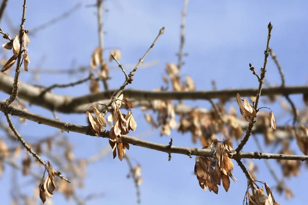 Cendres Feuilles Étroites Avec Graines Contre Ciel Bleu Nom Latin — Photo