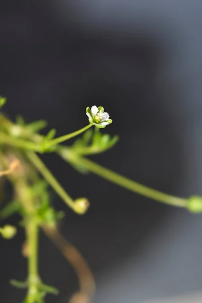 Scotch Moss Senior Kleine Blume Lateinischer Name Sagina Subulata Senior — Stockfoto