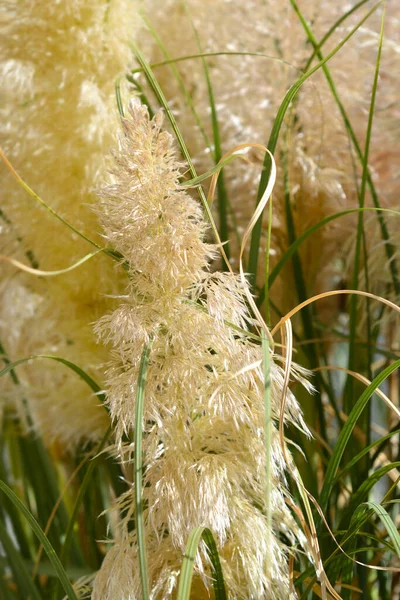 Pampas Grass 拉丁文名称 Cortaderia Selloana — 图库照片