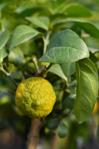 Rangpur Lime Unripe Fruit Latin Name Citrus Limonia — Stock Photo, Image