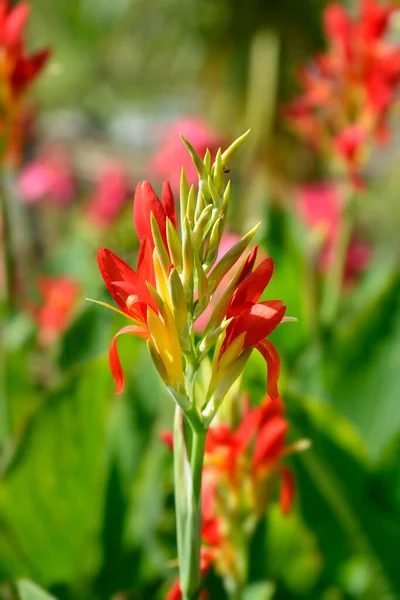 Indian Shot Flowers Latin Name Canna Indica — Stock Photo, Image