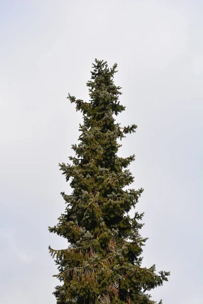 Serbian Spruce Latin Name Picea Omorika — Stock Photo, Image