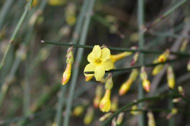 Yasemin, Latince adı Jasminum nudiflorum.