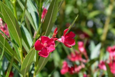 Yaygın bulunan pembe zakkum çiçekleri - Latince adı - Nerium zakkum