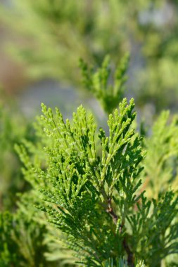 Tütsü Sedir Sütunu - Latince adı - Calocedrus Sütunu yok eder