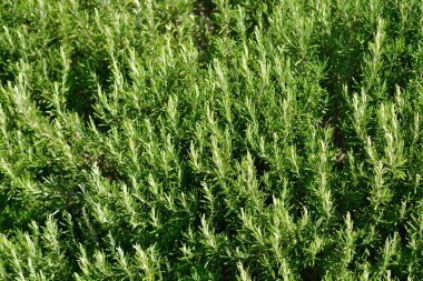 Rosemary yaprakları - Latince adı - Rosmarinus officinalis