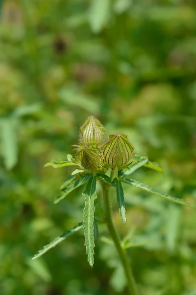 Bir Saatlik Çiçek Tomurcukları Latince Adı Hibiscus Trionum — Stok fotoğraf