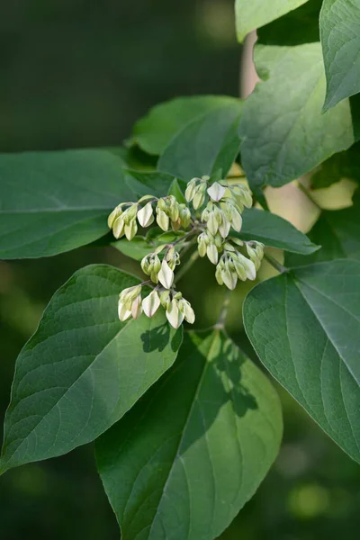 Harlequin Glorybower Латинська Назва Clerodendrum Trichotomum — стокове фото