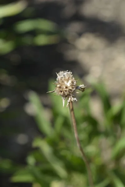Caucasian Pincushion Seed Head Nama Latin Scabiosa Caucasica — Stok Foto
