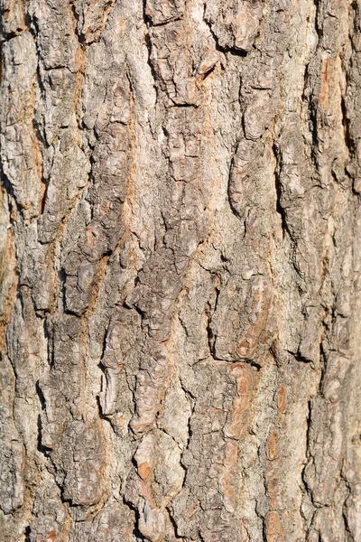 American Sweetgum Bark Detail Lateinischer Name Liquidambar Styraciflua — Stockfoto