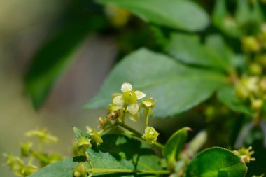Kompakt Yanan Bush - Latince adı - Euonymus alatus Compactus