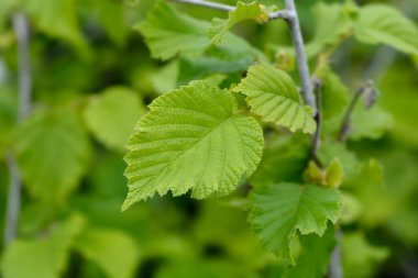Hazel Nottingham Fruhe - Latince adı Corylus avellana Nottingham Fruhe