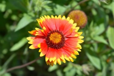 Battaniye çiçeği - Latince adı - Gaillardia melezleri