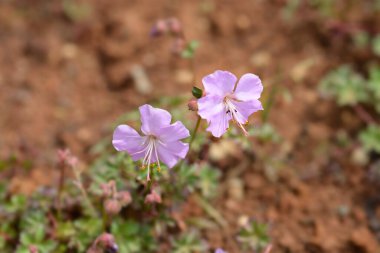 Dalmaçyalı turna gagası - Latince adı - Geranium dalmaticum
