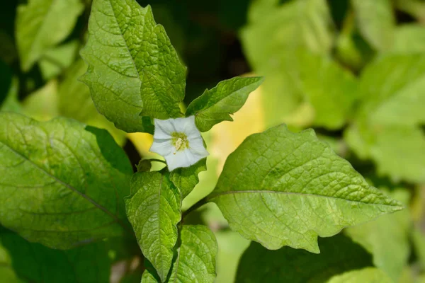 Kiraz çiçeği - Latince adı - Physalis alkekengi