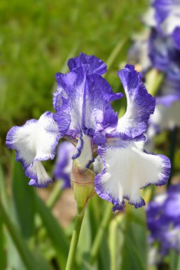 Uzun sakallı iris Mavi Staccato çiçeği - Latince adı Iris barbata elatior Blue Staccato