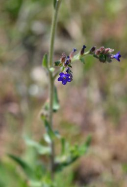 Genel hata giderici - Latince adı - Anchusa officinalis
