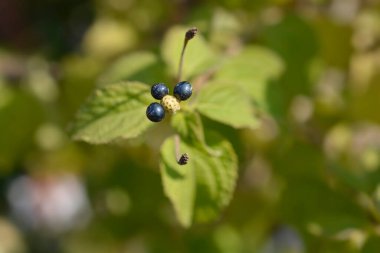 Çalı verbena meyvesi - Latince adı - Lantana camara
